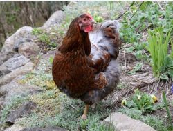 Cara Merawat Ayam Potong (Pedaging) Yang Berkualitas