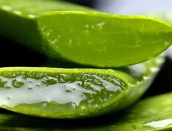 Jarang Diketahui Manusia, Inilah Manfaat Daun Lidah Buaya Untuk Kesehatan